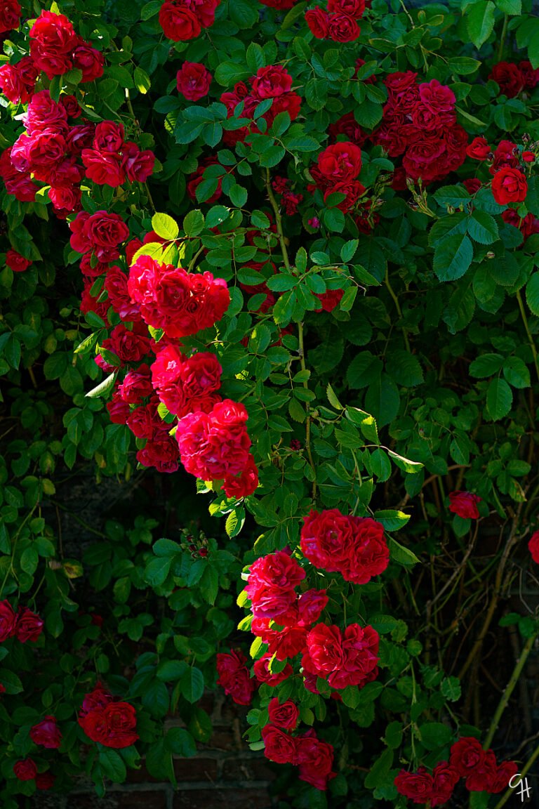 A band of roses Gerhard Hoogterp