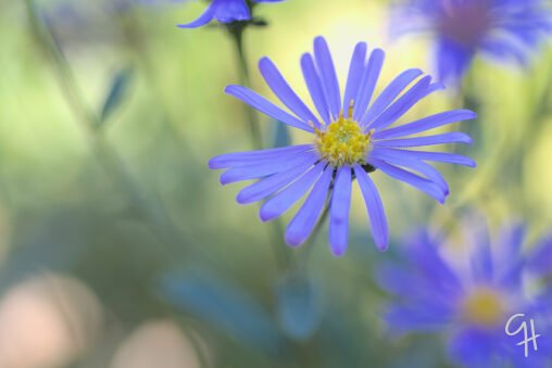Purple flower